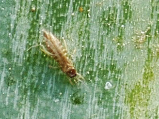 大蔥蟲(chóng)害解決方案